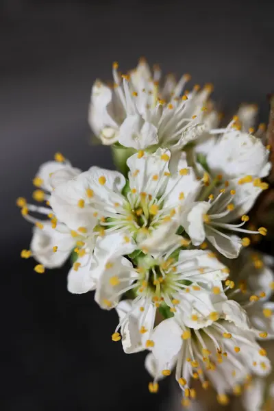 White Flower Blossom Prunus Aviun Close Family Rosaceae Botanical Modern — Stock Photo, Image