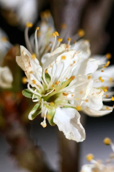 White Flower Blossom Prunus Aviun Close Family Rosaceae Botanical Modern — Stock Photo, Image