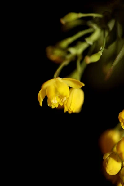 Fiore Giallo Fiore Berberis Aquifolium Famiglia Berberidaceae Primo Piano Sfondo — Foto Stock