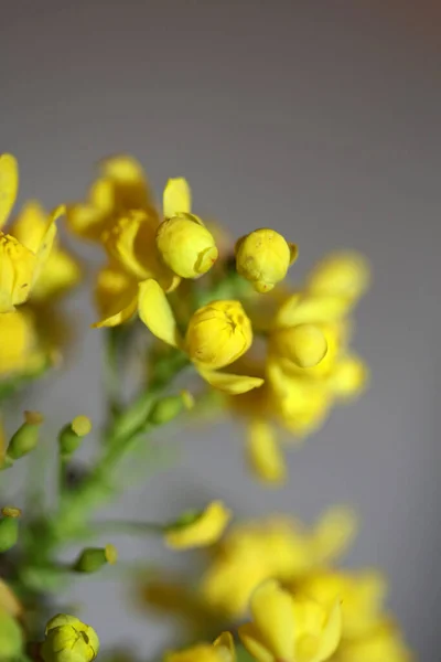 Żółty Kwiat Kwiat Berberis Aquifolium Rodzina Berberidaceae Zbliżenie Tło Nowoczesny — Zdjęcie stockowe