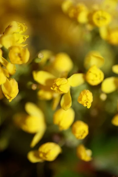 노란색 Berberis Aquifolium Family Beridaceae 배경으로 현대의 고품질의 가까이 수있다 — 스톡 사진