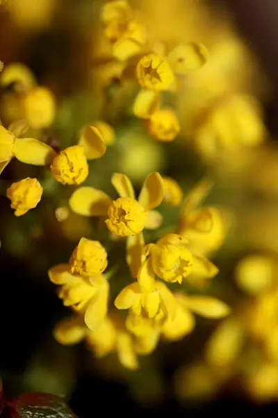 노란색 Berberis Aquifolium Family Beridaceae 배경으로 현대의 고품질의 가까이 수있다 — 스톡 사진