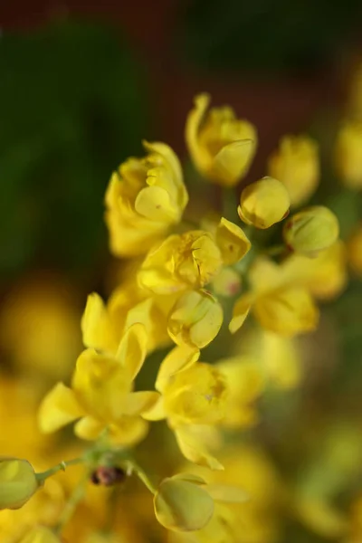 Žluté Květy Berberis Aquifolium Rodina Berberidaceae Close Pozadí Moderní Vysoce — Stock fotografie