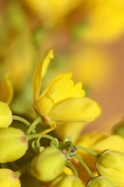 Sarı Çiçek Berberis Aquifolium Familyasından Berberidaceae Arka Planı Kapatın Modern — Stok fotoğraf