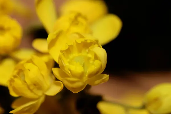 Žluté Květy Berberis Aquifolium Rodina Berberidaceae Close Pozadí Moderní Vysoce — Stock fotografie