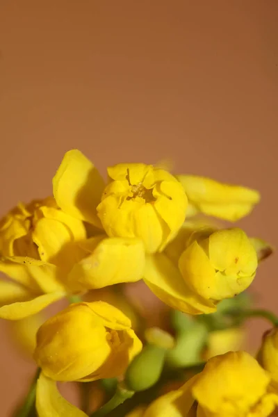 Fiore Giallo Fiore Berberis Aquifolium Famiglia Berberidaceae Primo Piano Sfondo — Foto Stock