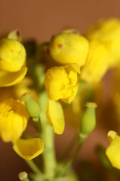 Sarı Çiçek Berberis Aquifolium Familyasından Berberidaceae Arka Planı Kapatın Modern — Stok fotoğraf