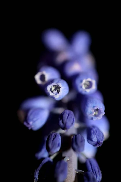 Modrý Malý Divoký Květ Makro Muscari Neglectum Rodina Chřest Moderní — Stock fotografie