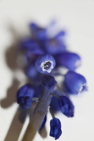 Bleu Petite Fleur Sauvage Macro Muscari Neglectum Famille Asparagaceae Fond — Photo