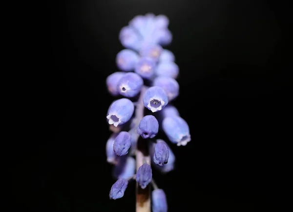 Blue Small Wild Flower Macro Muscari Neglectum Family Asparagaceae Modern Royalty Free Stock Images