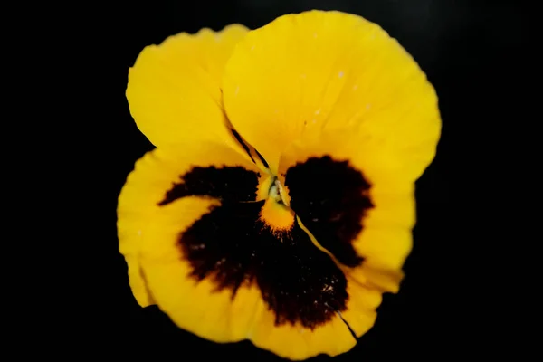 Amarelo Flor Pansy Família Violaceae Close Fundo Tropeçando Moderno Alta — Fotografia de Stock