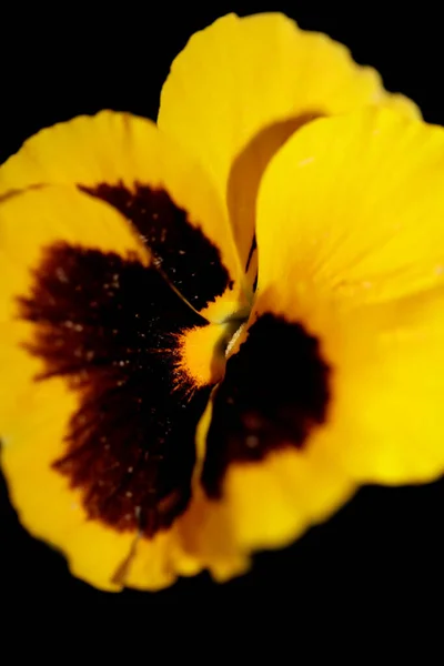 Amarelo Flor Pansy Família Violaceae Close Fundo Tropeçando Moderno Alta — Fotografia de Stock