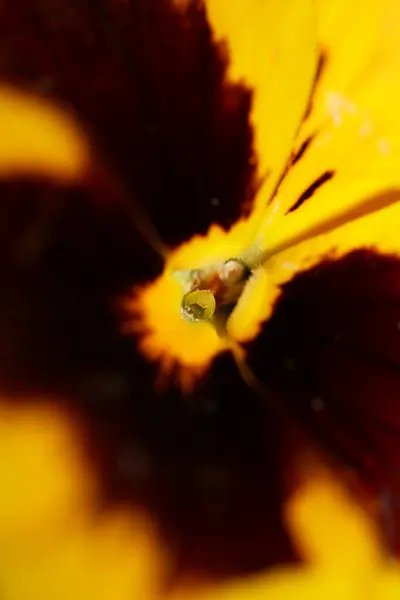 Amarelo Flor Pansy Família Violaceae Close Fundo Tropeçando Moderno Alta — Fotografia de Stock