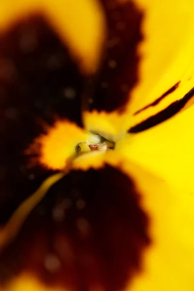 Κίτρινα Πανσές Οικογένεια Λουλουδιών Violaceae Close Background Trip Σύγχρονη Υψηλής — Φωτογραφία Αρχείου