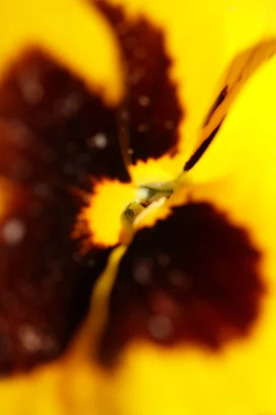 Giallo Pansy Fiore Famiglia Violaceae Primo Piano Sfondo Inciampare Moderno — Foto Stock