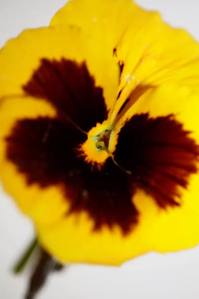 Giallo Pansy Fiore Famiglia Violaceae Primo Piano Sfondo Inciampare Moderno — Foto Stock