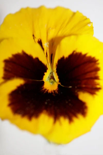 Giallo Pansy Fiore Famiglia Violaceae Primo Piano Sfondo Inciampare Moderno — Foto Stock