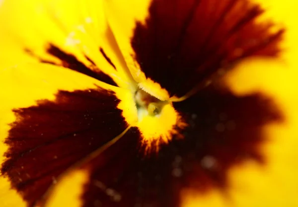 Amarelo Flor Pansy Família Violaceae Close Fundo Tropeçando Moderno Alta — Fotografia de Stock