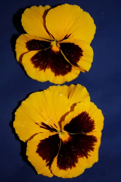 Amarelo Flor Pansy Família Violaceae Close Fundo Tropeçando Moderno Alta — Fotografia de Stock