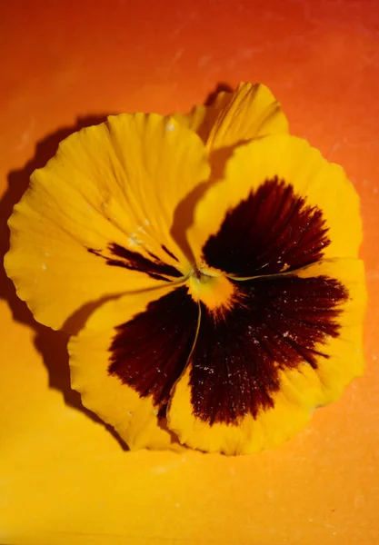 Amarelo Flor Pansy Família Violaceae Close Fundo Tropeçando Moderno Alta — Fotografia de Stock