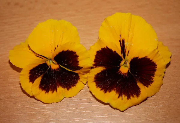 Amarelo Flor Pansy Família Violaceae Close Fundo Tropeçando Moderno Alta — Fotografia de Stock