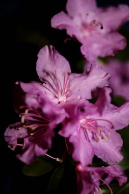 Rhododendron çiçeği çiçek açan aile ericaceae makro arka plan botanik modern yüksek kalite büyük baskı