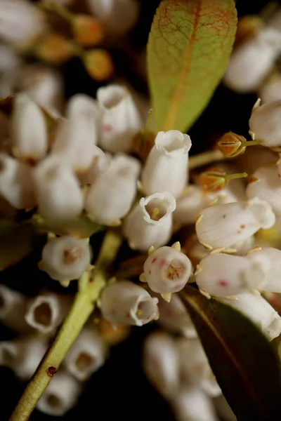 Pieris Japonica Květinová Rodina Ericaceae Zblízka Pozadí Botanické Moderní Vysoce — Stock fotografie