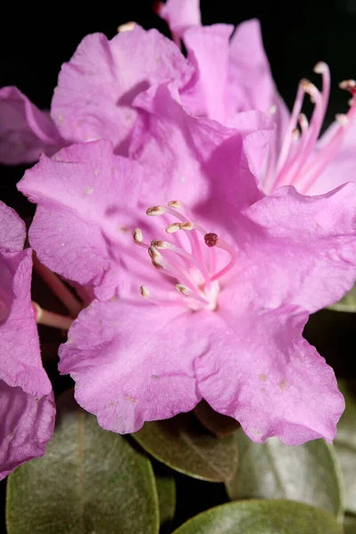 Rhododendron Blomma Blommande Familj Ericaceae Makro Bakgrund Botaniska Moderna Hög — Stockfoto