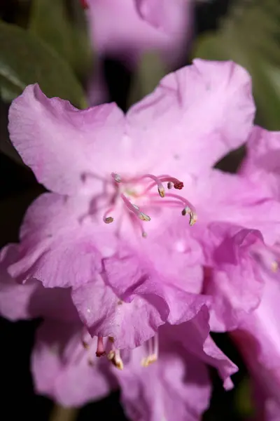 Rhododendron Flower Flowing Family Ericaceae Μακροσκοπικό Φόντο Βοτανικό Μοντέρνο Υψηλής — Φωτογραφία Αρχείου