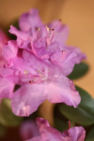 Rhododendron Flower Flowing Family Ericaceae Μακροσκοπικό Φόντο Βοτανικό Μοντέρνο Υψηλής — Φωτογραφία Αρχείου