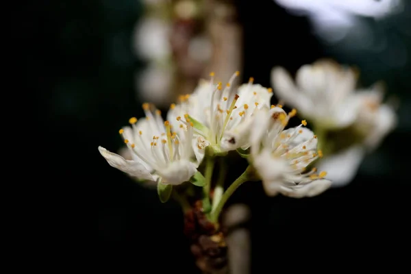 Flor Branca Prunus Spinosa Família Rosaceae Close Fundo Botânico Moderno — Fotografia de Stock