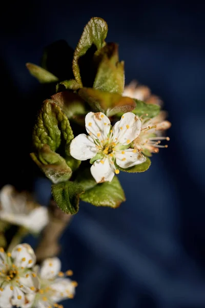 White Flower Blossom Prunus Spinosa Family Rosaceae Close Background Botanical — Stock Photo, Image