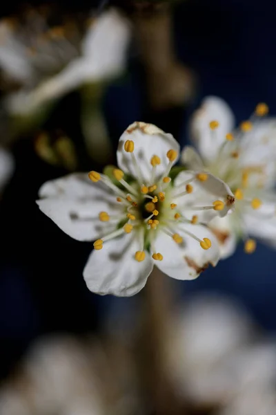 White Flower Blossom Prunus Spinosa Family Rosaceae Close Background Botanical — Stock Photo, Image