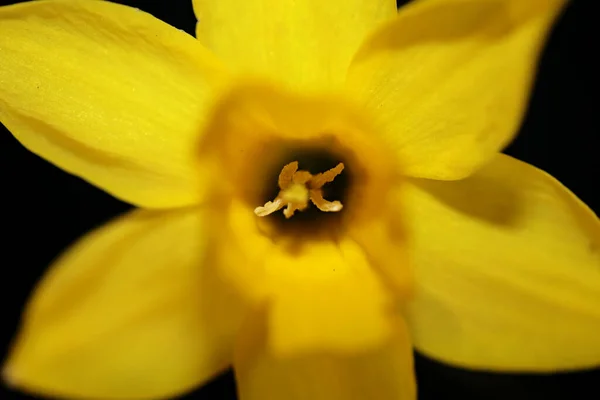 Желтый Нарцисс Цветок Закрыть Желтая Река Семьи Amaryllidaceae Современный Фон — стоковое фото