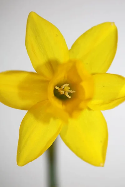 Gelbe Narzissenblüte Nahaufnahme Gelbe Flussfamilie Amaryllidaceae Moderner Hintergrund Hochwertige Drucke — Stockfoto