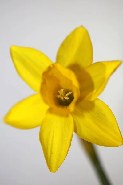 Gul Narcissus Blomma Närbild Gul Flod Familj Amaryllidaceae Modern Bakgrund — Stockfoto