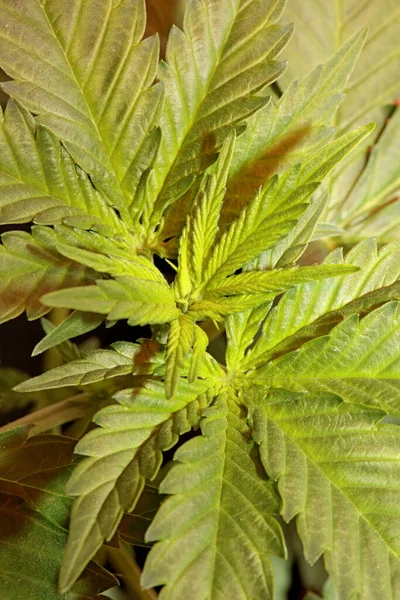 Marihuana Πρώτα Φύλλα Close Σύγχρονη Υψηλής Ποιότητας Εκτύπωσης Ιατρική Marihuana — Φωτογραφία Αρχείου