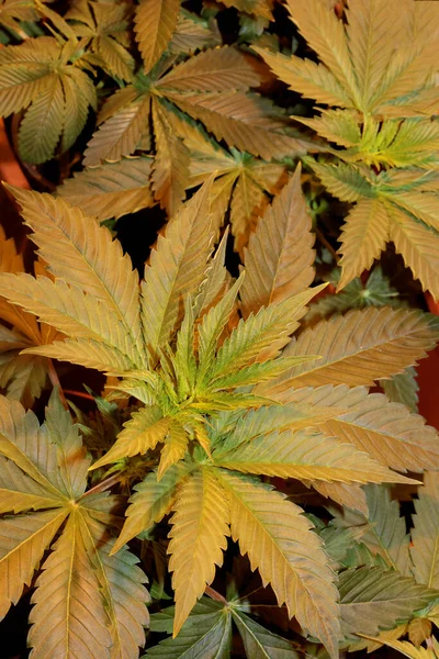 Marihuana First Leaves Close Modern High Quality Print Medical Marihuana — Photo