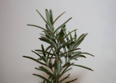 Rosmarinus officinalis ardında makro aile lamiaceae modern arka plan yüksek kalite botanik izler bırakıyor.