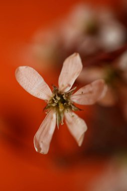 Beyaz bahar çiçekleri Prunus spinosa ailesini yakın plan modern arka plan yüksek kalite büyük boy baskılar