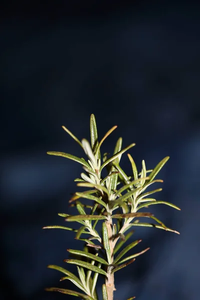 Rosmarinus Officinalis Blätter Makrofamilie Lamiaceae Moderner Hintergrund Hohe Qualität Großformatige — Stockfoto