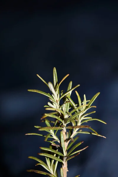 Rosmarinus Officinalis Hojas Macro Familia Lamiaceae Fondo Moderno Impresión Botánica — Foto de Stock