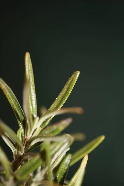 Rosmarinus Officinalis Leaves Macro Family Lamiaceae Modern Background High Quality — Stock Photo, Image