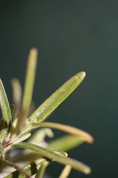 Rosmarinus Officinalis Lämnar Makro Familj Lamiaceae Modern Bakgrund Hög Kvalitet — Stockfoto