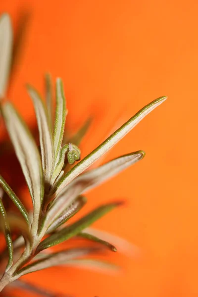 Rosmarinus Officinalis Lämnar Makro Familj Lamiaceae Modern Bakgrund Hög Kvalitet — Stockfoto