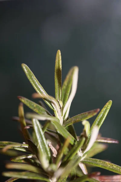 Rosmarinus Officinalis Lämnar Makro Familj Lamiaceae Modern Bakgrund Hög Kvalitet — Stockfoto