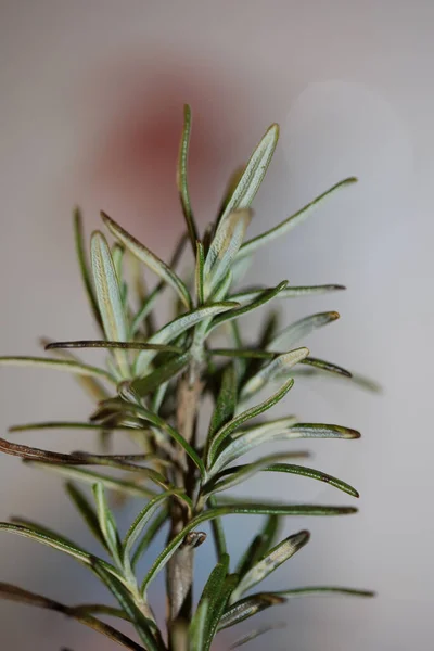 Rosmarinus Officinalis Lämnar Makro Familj Lamiaceae Modern Bakgrund Hög Kvalitet — Stockfoto