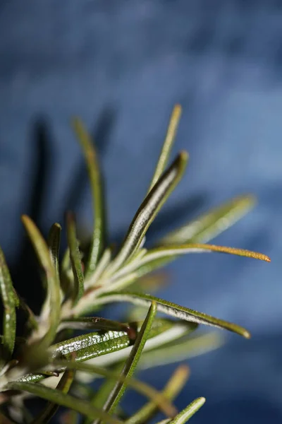 Rosmarinus Officinalis Lämnar Makro Familj Lamiaceae Modern Bakgrund Hög Kvalitet — Stockfoto