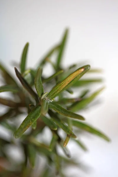 Rosmarinus Officinalis Lämnar Makro Familj Lamiaceae Modern Bakgrund Hög Kvalitet — Stockfoto