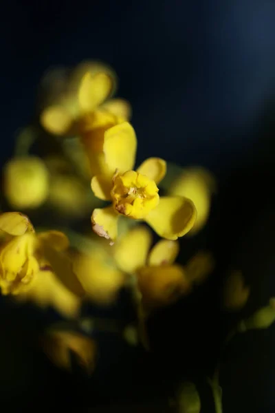 Blume Blüte Berberis Aquifolium Familie Berberidaceae Makrohintergrund Moderne Hochwertige Großformatige — Stockfoto